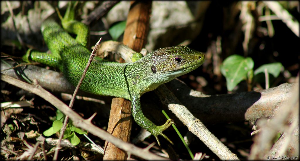 Lacerta bilineata, femmina adulta